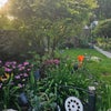 Photo 4: Garden