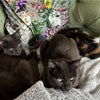 Photo 4: Pet cats
