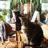 Photo 8: Cats 