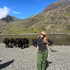 Photo 2: cows!