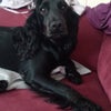 Photo 3: Gypsy rose wes chilling