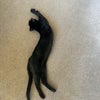 Photo 5: House cat 