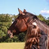 Photo 3: me and my horse 🦋