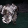 Photo 5: My dog