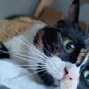 Photo 7: My Cat ( Meow )