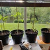 Photo 6: View from kitchen 