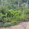 Photo 5: Garden