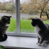 Photo 8: Cats