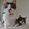 Photo 5: Cats