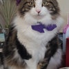Photo 6: Jack, household member