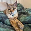 Photo 7: Resident cat Reggie