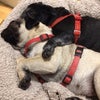 Photo 4: Pugs