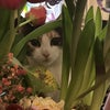 Photo 8: Sweet Pea (aka Sour Puss)