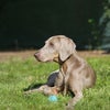 Photo 7: Well trained family dog