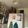 Photo 2: Not my cat (catsitting for a friend!)