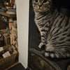 Photo 8: The house boss. Sweetest cat ever honestly 