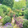 Photo 3: Garden with chicken run & cabin out of sight at the end 