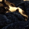 Photo 4: Leo the cat