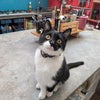 Photo 5: Ralphie, one of two friendly cats