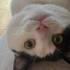 Photo 2: this is kitty and he’s moving with me! he’s a very friendly and playful indoor cat