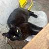 Photo 9: Midnight the cat