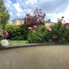 Photo 9: Front garden
