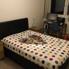 Photo 1: Bright Clean Quiet Double Bedroom