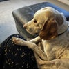 Photo 8: Dog sitting