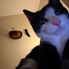Mehmet zeki\'s picture