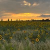 Photo 6: Local Fields