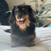 Photo 2: Miss Patrizia Von Sausage