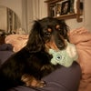 Photo 3: Miss Patrizia Von Sausage