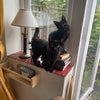 Photo 6: The Kittens