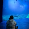 Photo 5: I love trips to the aquarium in Plymouth!