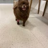 Photo 3: Coco is 4yo, well behaved, calm and sweet