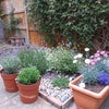 Photo 5: Garden