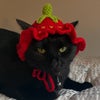 Photo 7: Olive <3
