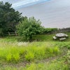 Photo 4: Bottom half of garden with table
