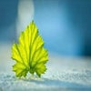 Photograph of HussainAli