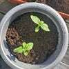 Photo 6: My sunflowers pending