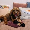 Photo 9: The dog
