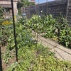 Photo 7: Garden