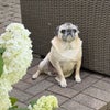 Photo 2: This is my pug Poppy. She is very mellow and like to sleep when Im not around.
