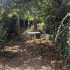Photo 3: garden