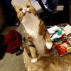 Photo 9: Mentioned cat