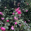 Photo 9: Garden