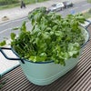 Photo 8: Herbs on the balcony