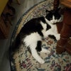 Photo 2: Imogen the Cat