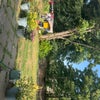 Photo 5: garden