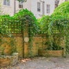 Photo 6: Garden area
